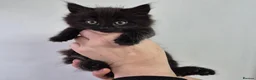 Mixed Breed cats for sale: Beautiful Kittens - Advert 13