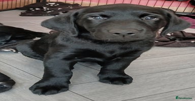 Labrador Retriever dogs - Advert 11