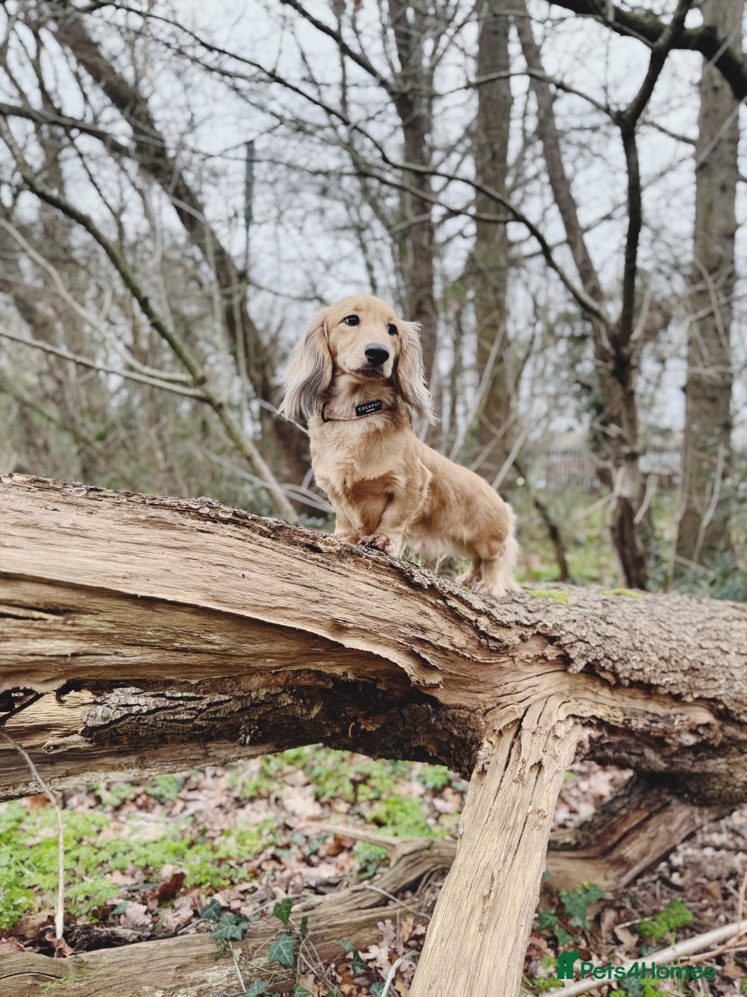 Miniature Dachshund dogs for stud: ✨Shaded Cream Miniature Dachshund✨ - Advert 2