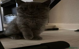 British Shorthair cats for sale: British Shorthair Kittens - Image 29