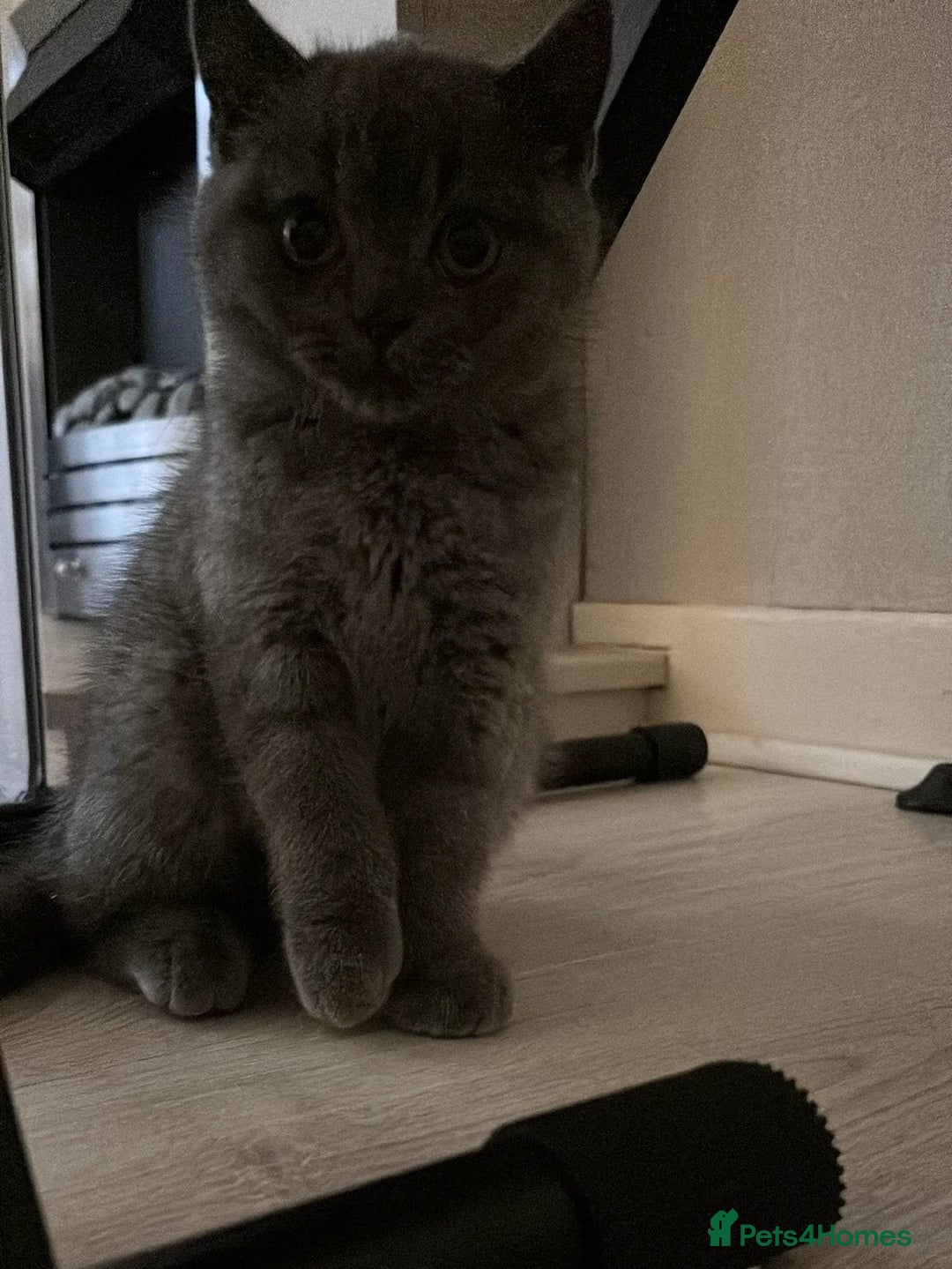 British Shorthair cats for sale: British Shorthair Kittens - Image 29