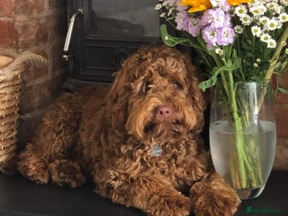 Cockapoo dogs in Taunton - Advert 3
