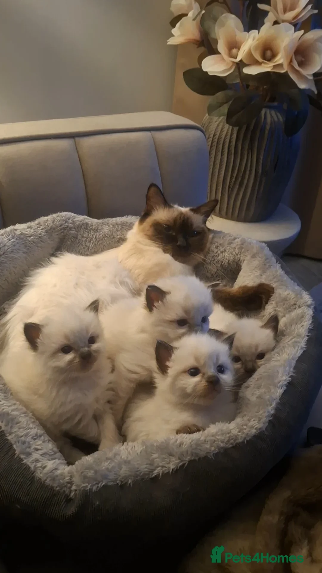 Ragdoll cats for stud: Beautiful and gentle Ragdoll for stud  - Image 10