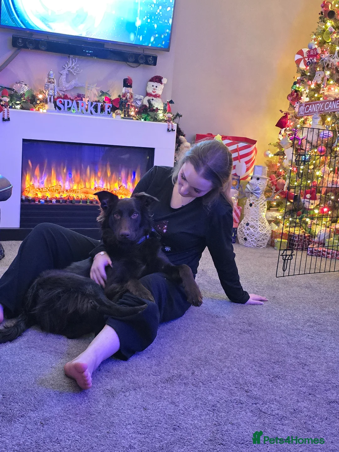 Australian Kelpie dogs for sale: 10 month Old Australian Kelpie (Deep Red/Brown) - Advert 3