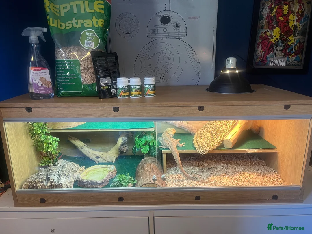 Bearded Dragon reptiles for sale: Bearded Dragon  - Advert 1