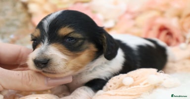 Miniature Dachshund dogs KC Longhair Miniature Dachshund Puppies - Advert 15