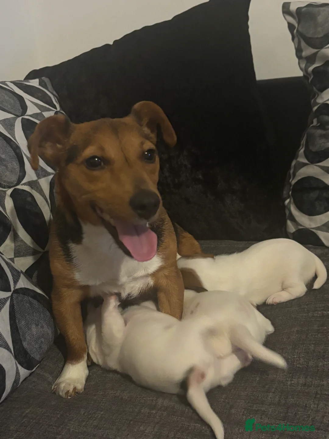 Jack Russell dogs for sale: Pupies 🥰🥰 in Warrington - Advert 1