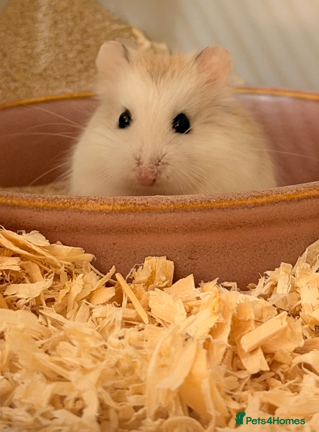 Hamster rodents for sale: Rosie The Robo (£25 deposit) - Advert 1