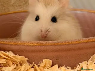 Hamster rodents Rosie The Robo (£25 deposit) - Advert 1