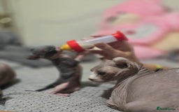 Sphynx cats for sale: Elf sphynx - Image 11