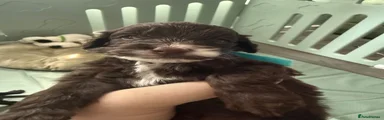 Cockapoo 4