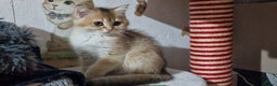 British Shorthair cats for sale: British shorthair pedigree kittens - Advert 33