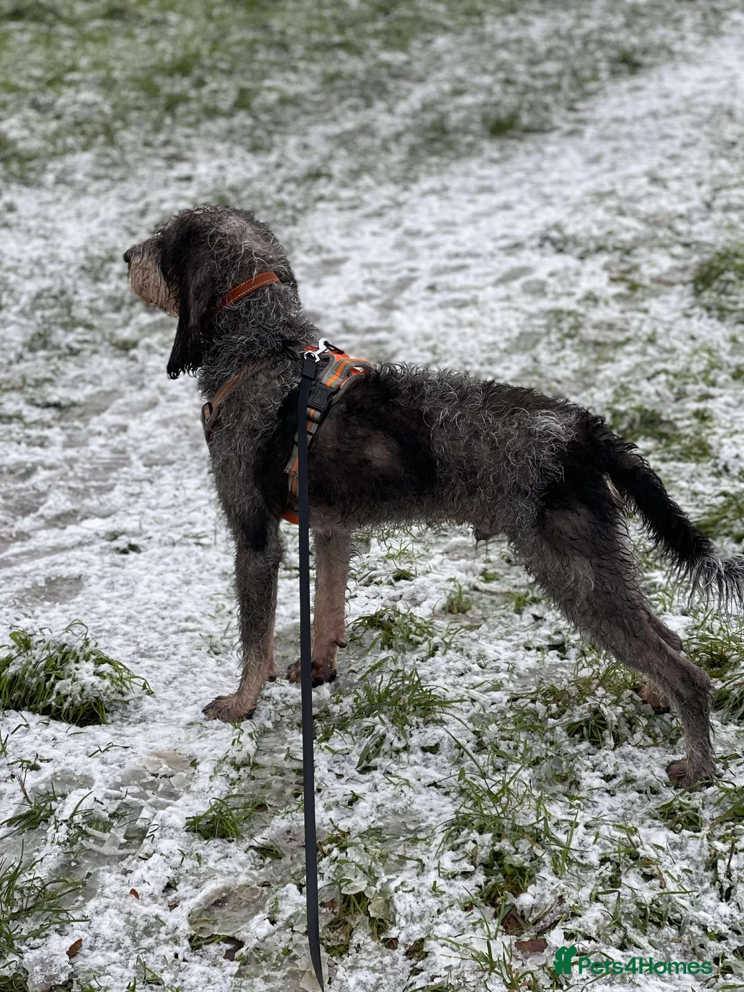 Mixed Breed dogs for adoption: Beautiful Griffon Bleu de Gascogne for adoption - Advert 5