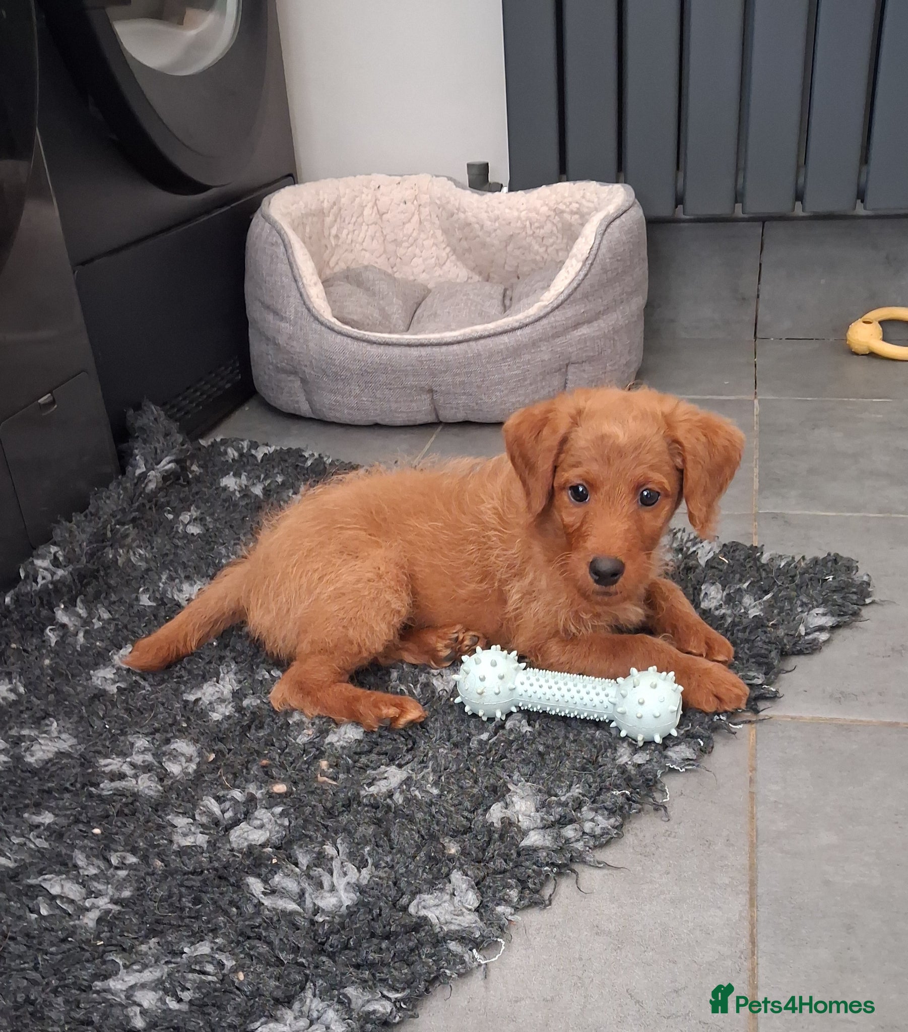 Labradoodle dogs READY to leave F1B mini labradoodle - Advert 1