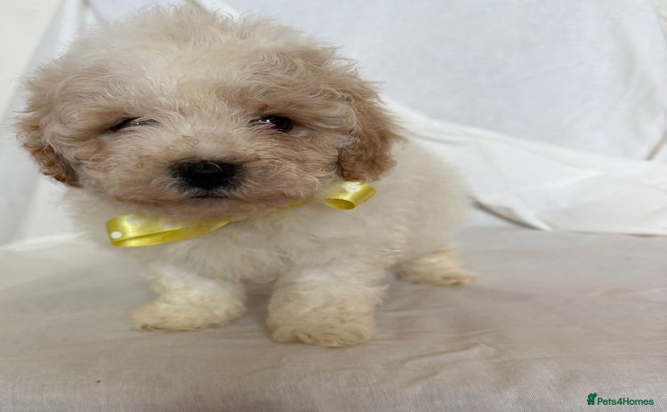 Cavapoo dogs - Advert 1