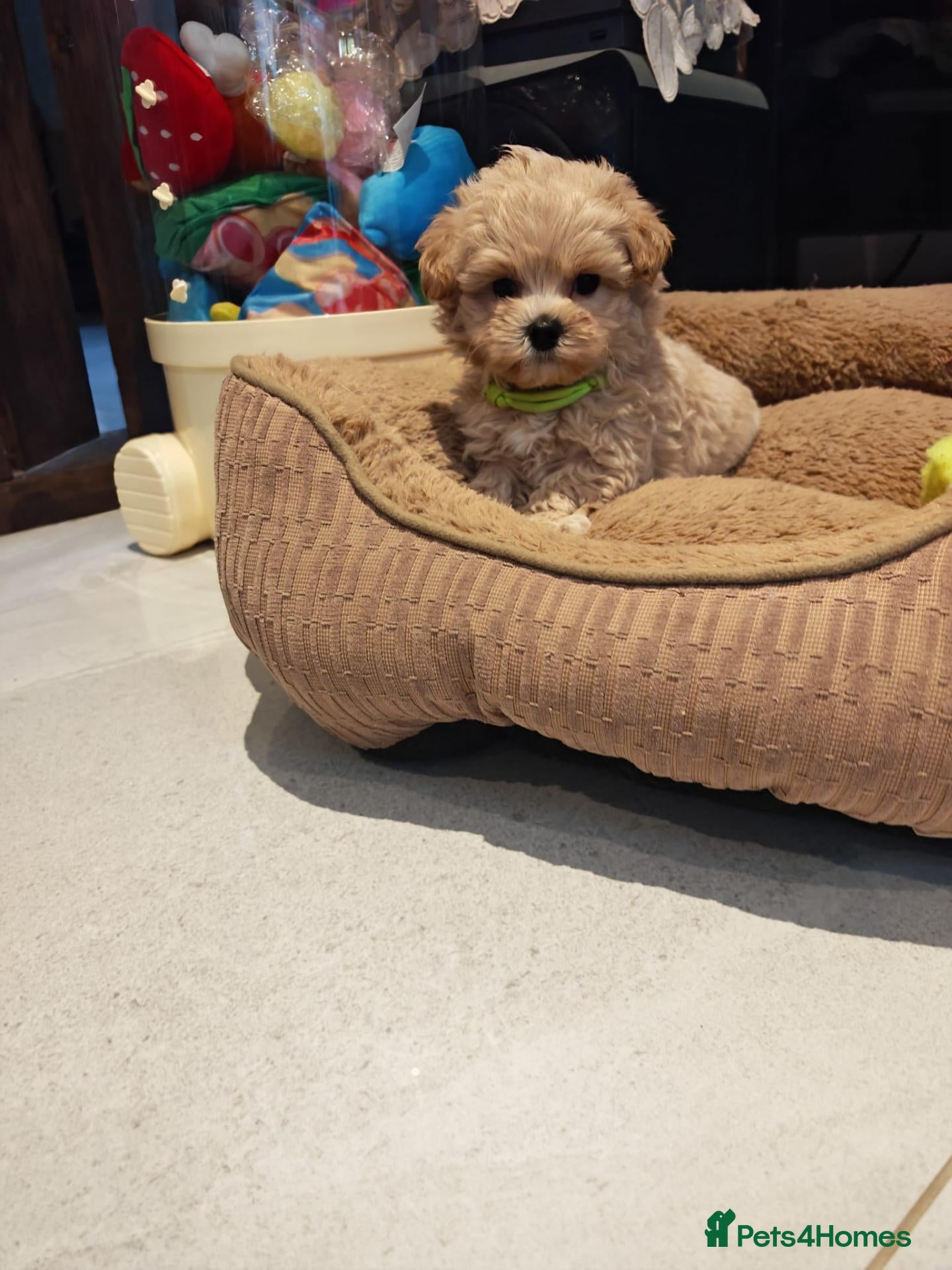 Maltipoo dogs for sale: Maltipoo F1 Toy Size, KC Parents, DNA Tested Clear - Advert 1