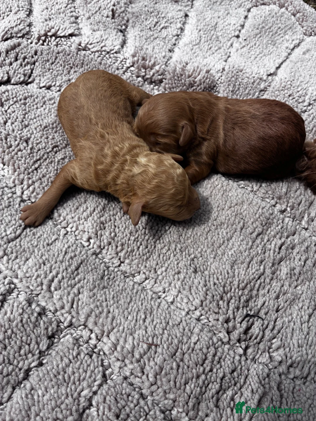 Cockapoo dogs for sale: One week and a half f1 cockapoos  - Advert 2
