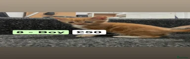 Mixed Breed 8