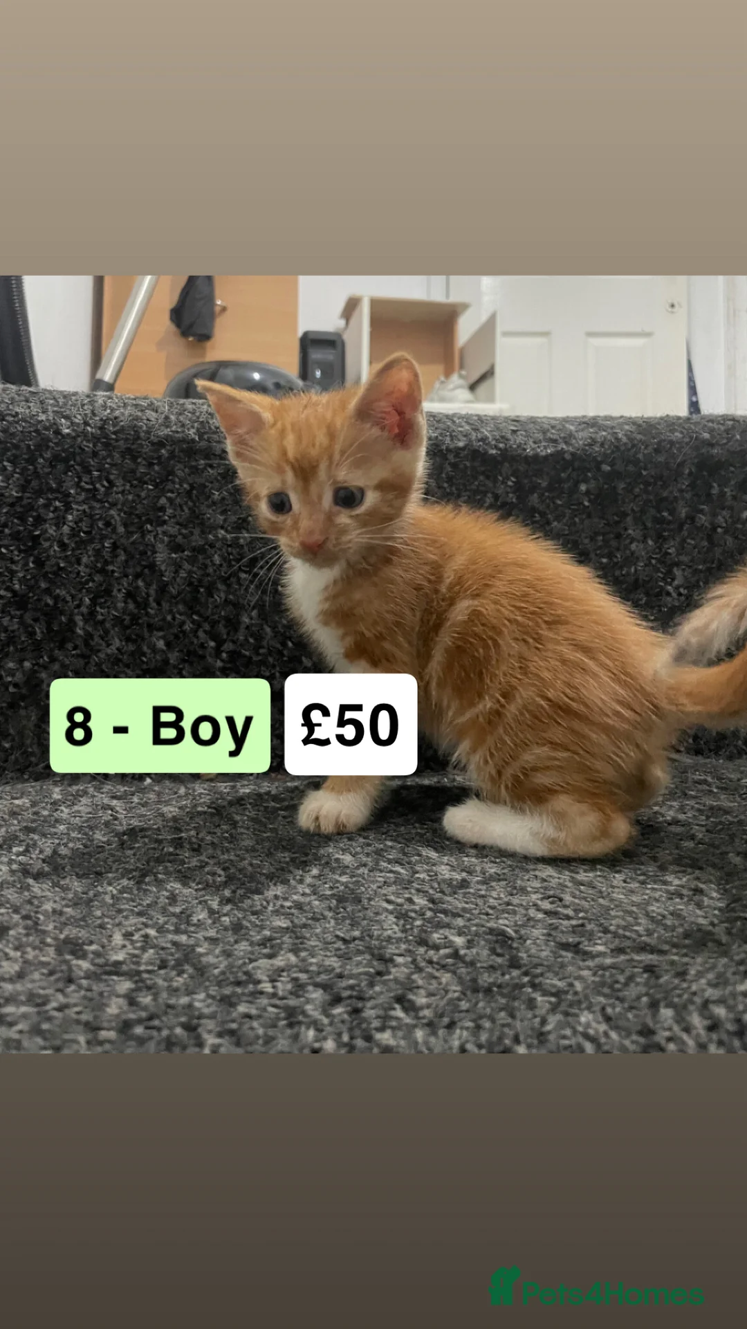 Mixed Breed cats for sale: Kittens For Sale! - Advert 2