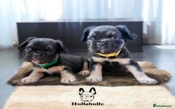 French Bulldog dogs for sale: **READY NOW - 1 Boy Left! Reduced** - Image 8