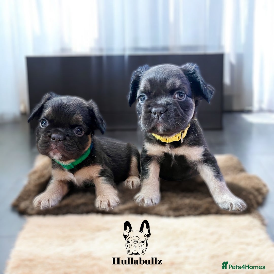 French Bulldog dogs for sale: **READY NOW - 1 Boy Left! Reduced** - Image 8