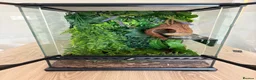 Gecko reptiles for sale: Crested gecko - Advert 1