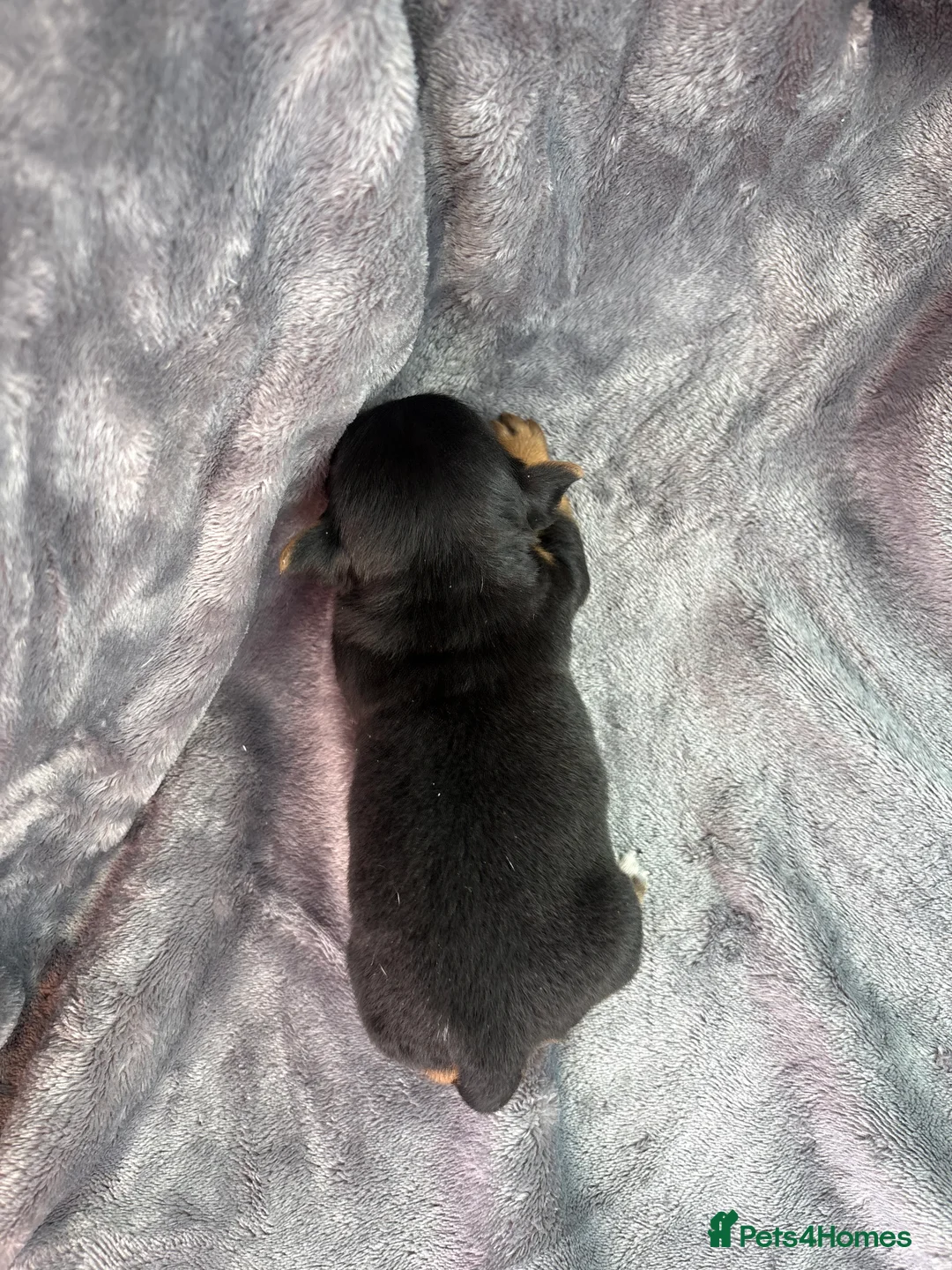 Jack Russell dogs for sale: Jack Russell puppy  - Advert 7