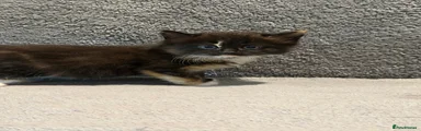 Mixed Breed Kitten 5