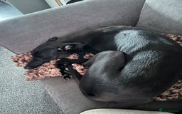 Lurcher dogs for sale: Male lurcher for sale  - Image 7