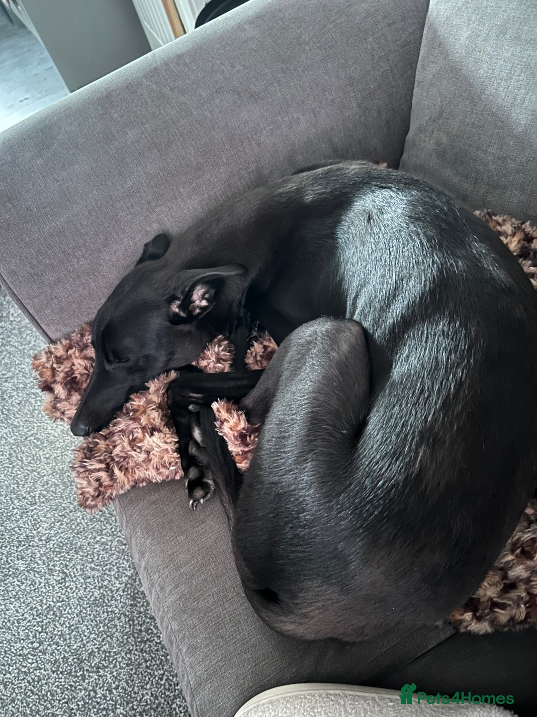 Lurcher dogs for sale: Male lurcher for sale  - Image 7