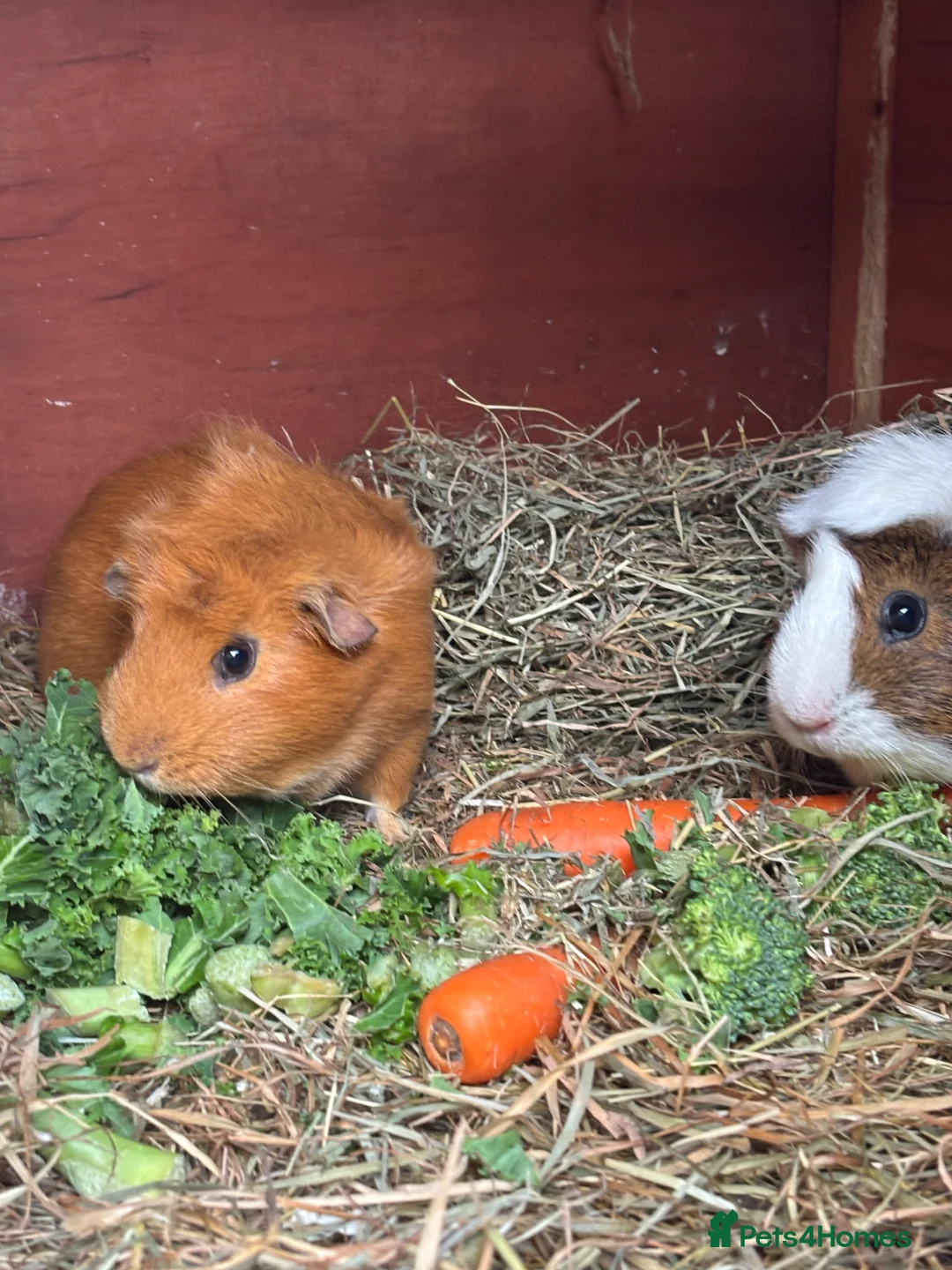 Guinea Pig rodents for sale: 2x female guinea pigs  in Lancing - Advert 1