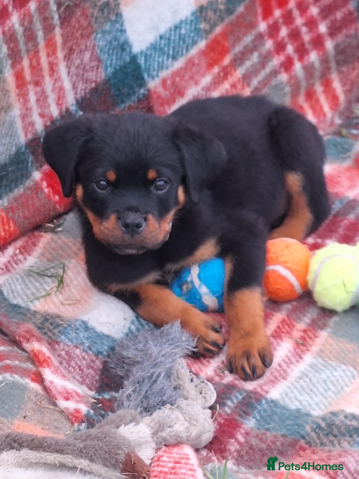 Rottweiler dogs 🌟Stunning KC Registered Rottweiler Puppies 🌟 - Advert 2