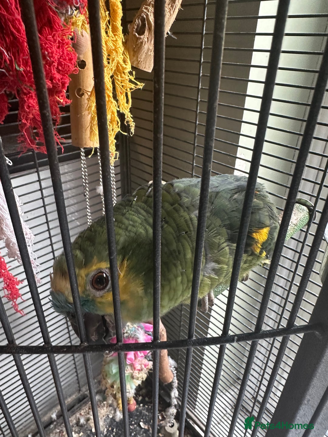Parrots birds for sale: Amazon Green Parrot - Image 2