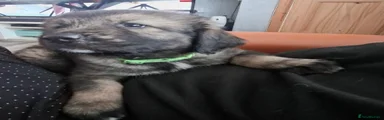 Caucasian Shepherd Dog 6