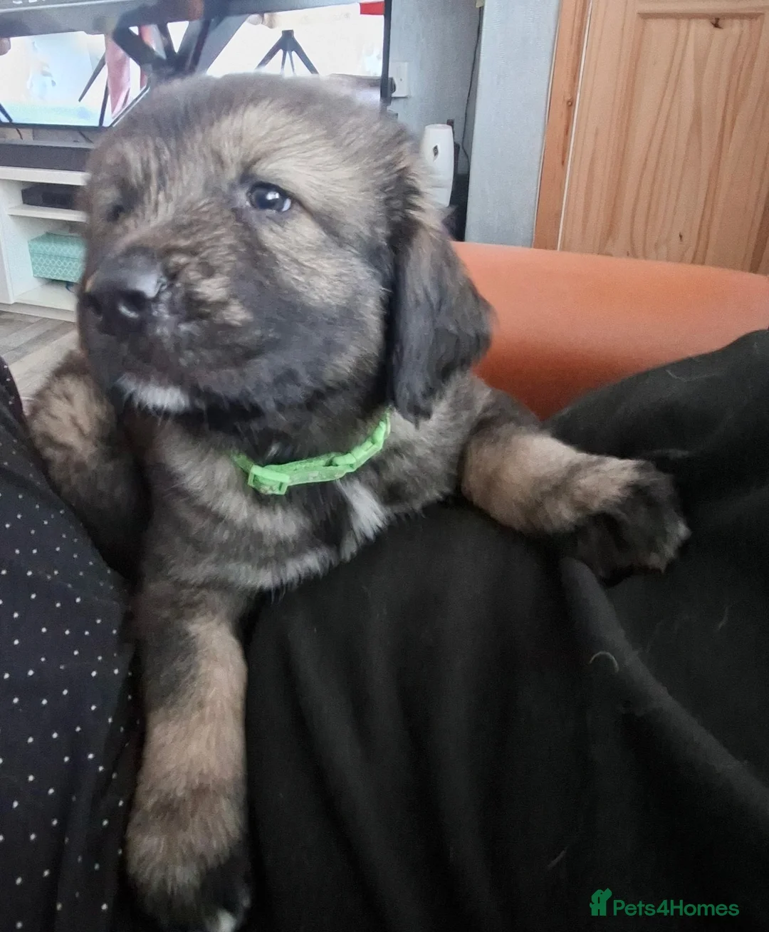 Caucasian Shepherd Dog dogs for sale: Caucasian Sheapard puppy's  in Bromsgrove - Advert 2