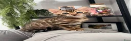 Bengal cats for sale: 💕Rosetted bengal kittens 💕 - Advert 20