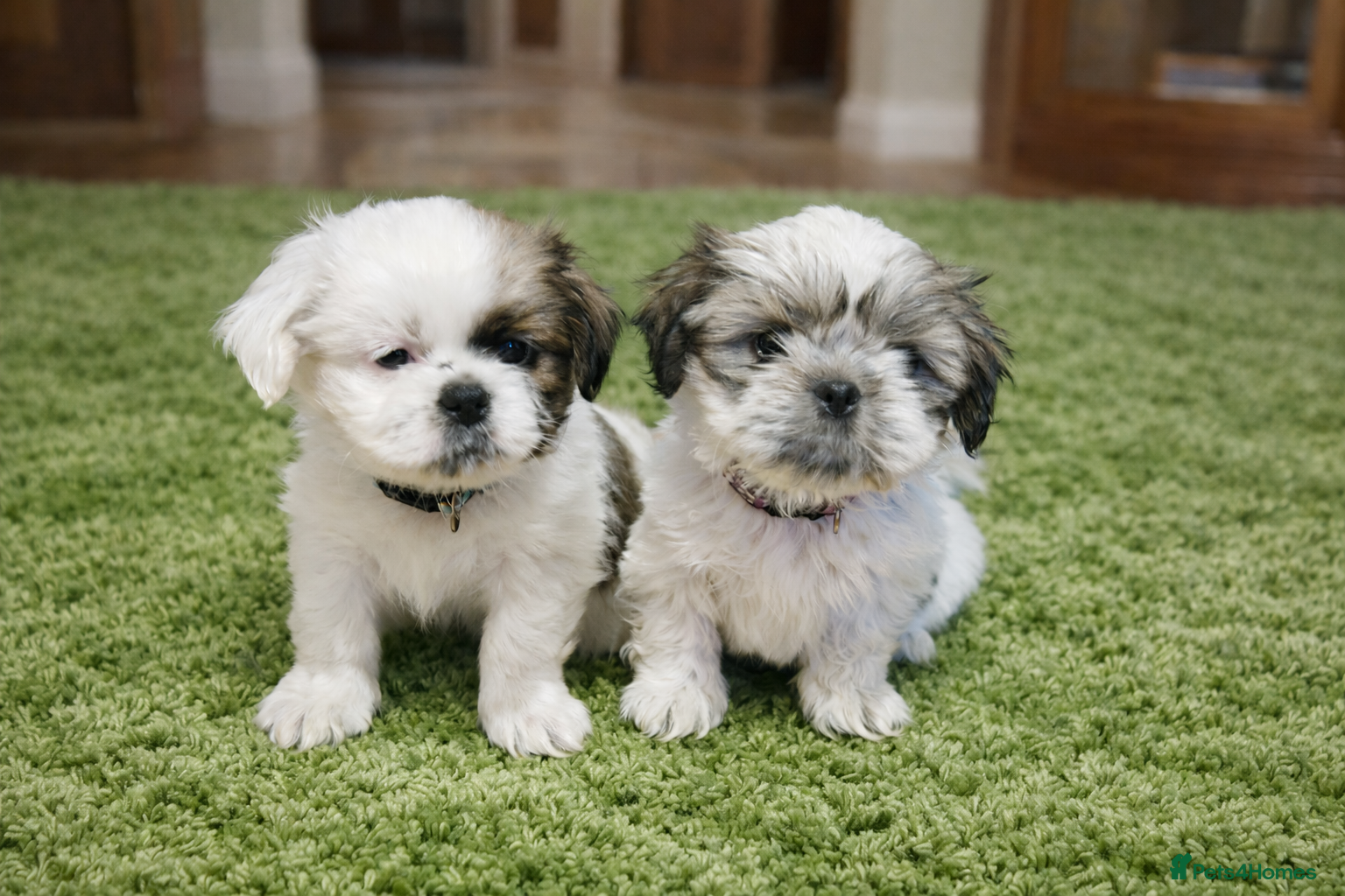 Shih Tzu dogs ❤️Last boy and girl pure bred shih tzu.😍😘 - Advert 6