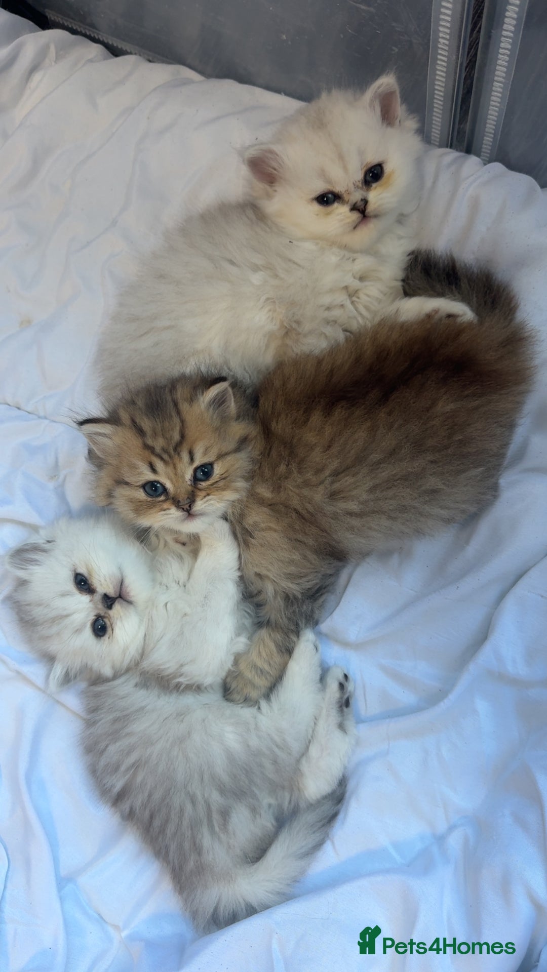 Persian cats for sale: Persian chinchilla kittens  - Advert 8