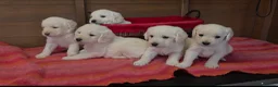 Labradoodle dogs for sale: Adorable labradoodle puppys  - Advert 3