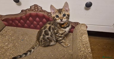 Bengal cats Beautiful kittens 🥰 - Advert 6