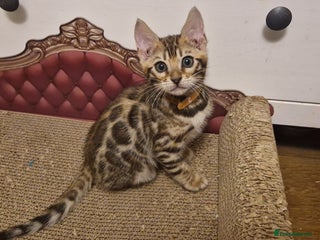 Bengal cats Beautiful kittens 🥰 - Advert 17