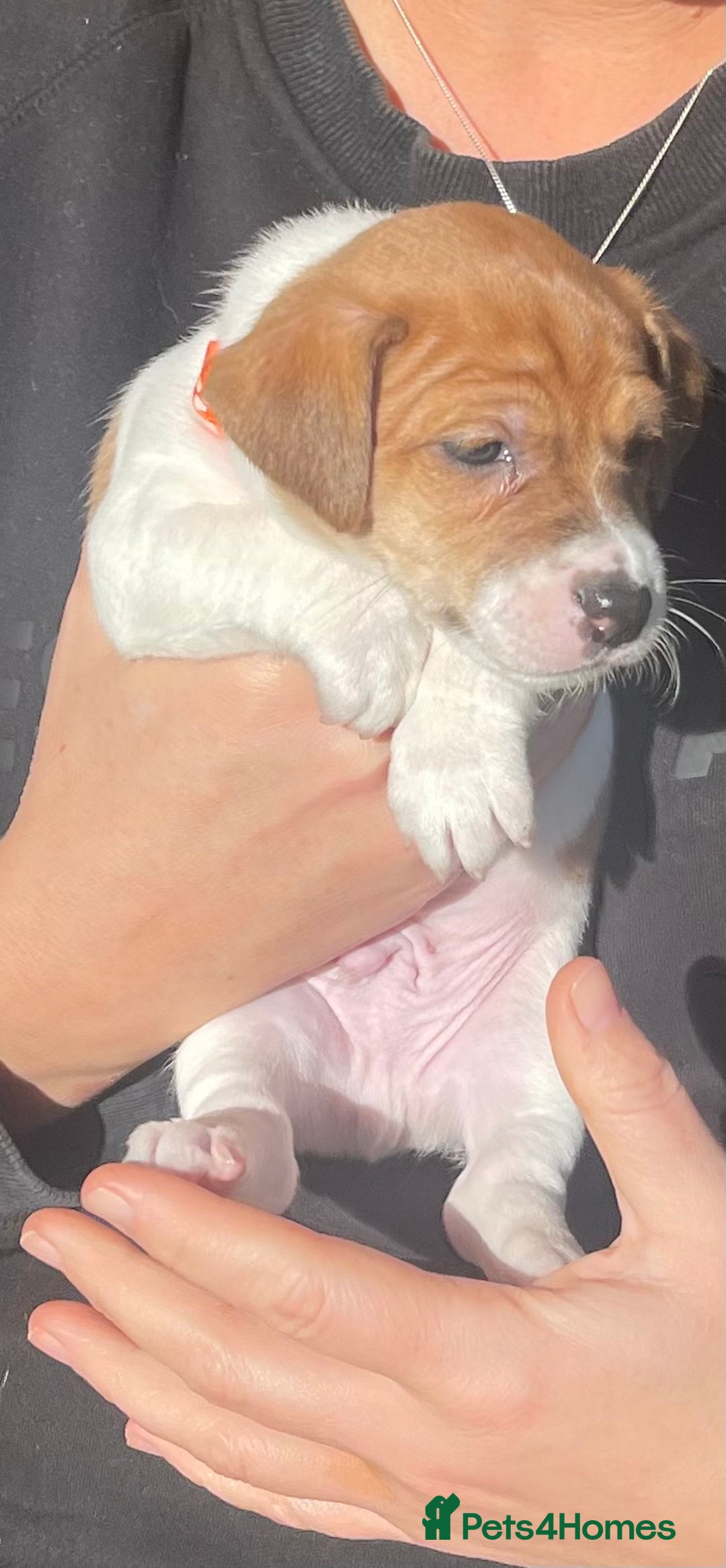 Jack Russell dogs for sale: Stunning Jack Russell puppies - Advert 24
