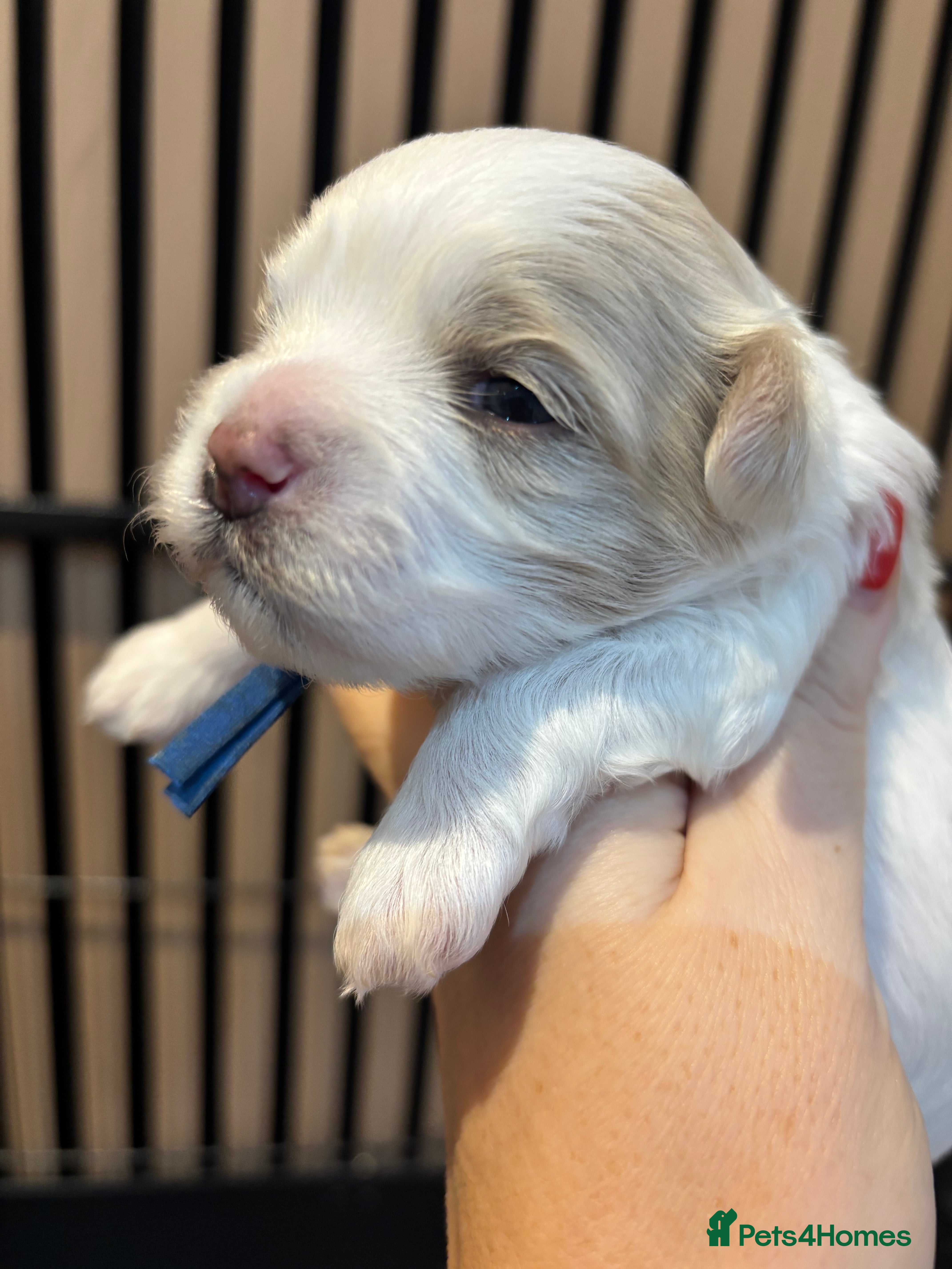 Maltipoo dogs 💙 F1b white and apricot Maltipoo Boy 💙 - Advert 5