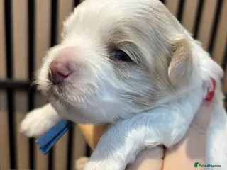 Maltipoo dogs 💙 F1b white and apricot Maltipoo Boy 💙 - Advert 10