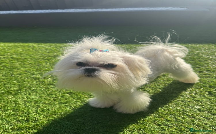 Maltese dogs - Advert 4