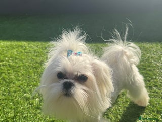 Maltese dogs - Advert 2