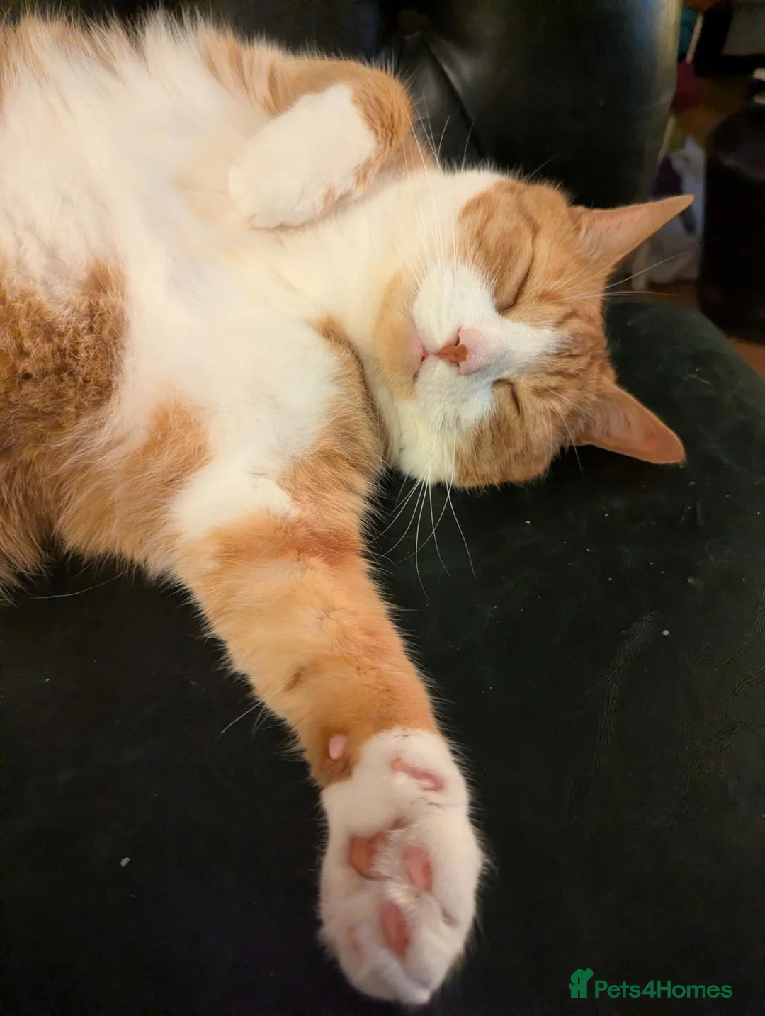 Mixed Breed cats for adoption: Total Cuddly Cat - Jones - Cat-friendly - Advert 2