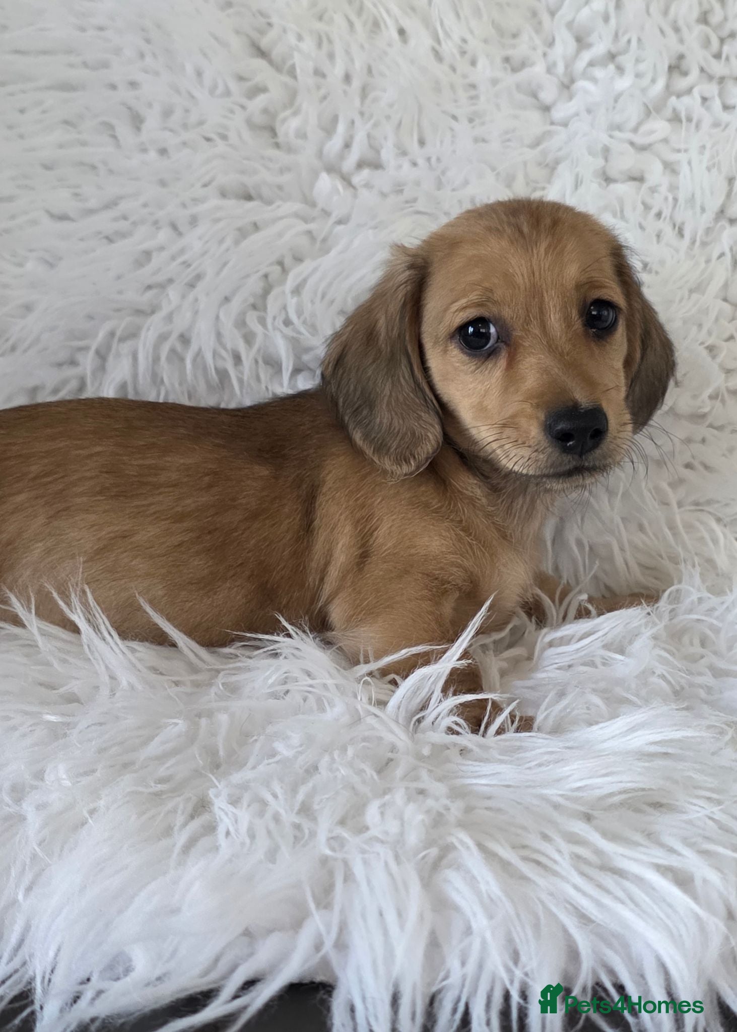 Miniature Dachshund dogs KC reg, 5* Breeder. BOYS ONLY  - Advert 1