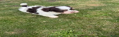 Havanese 6