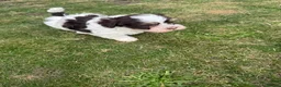 Havanese dogs for sale: 🩷BEAUTIFUL HAVENESE PUPPY’S🩵 - Advert 8